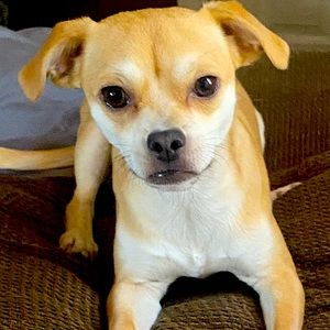 Meet your Posher, Laisha